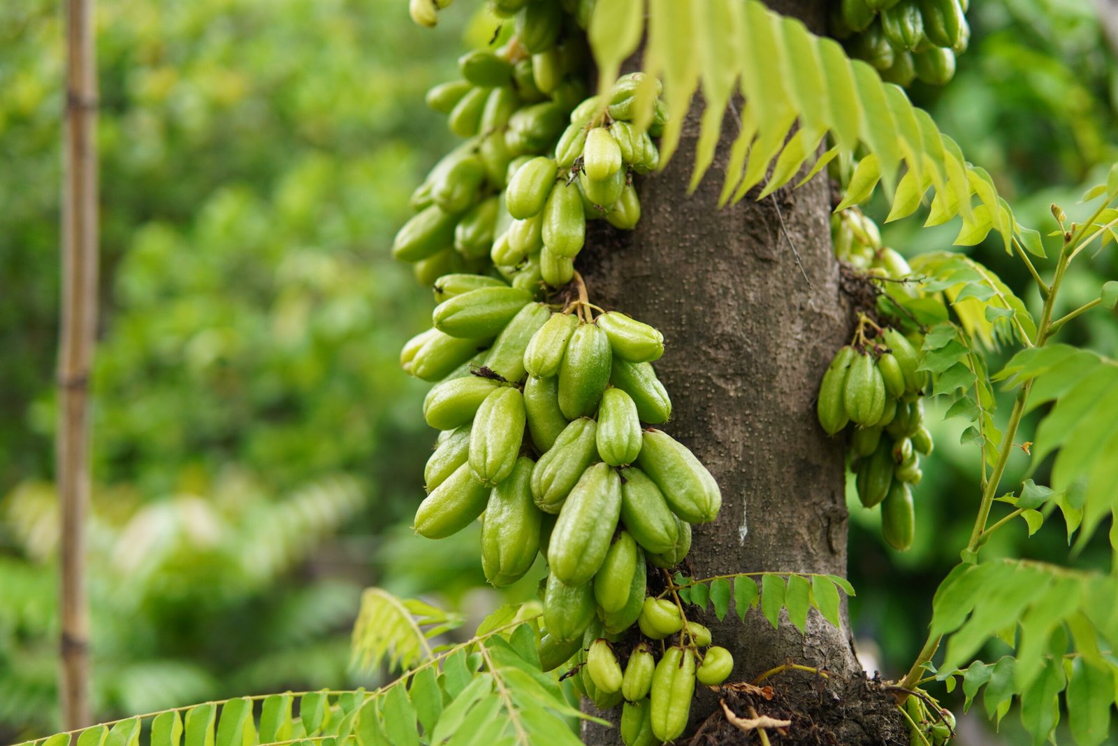 Local Flora