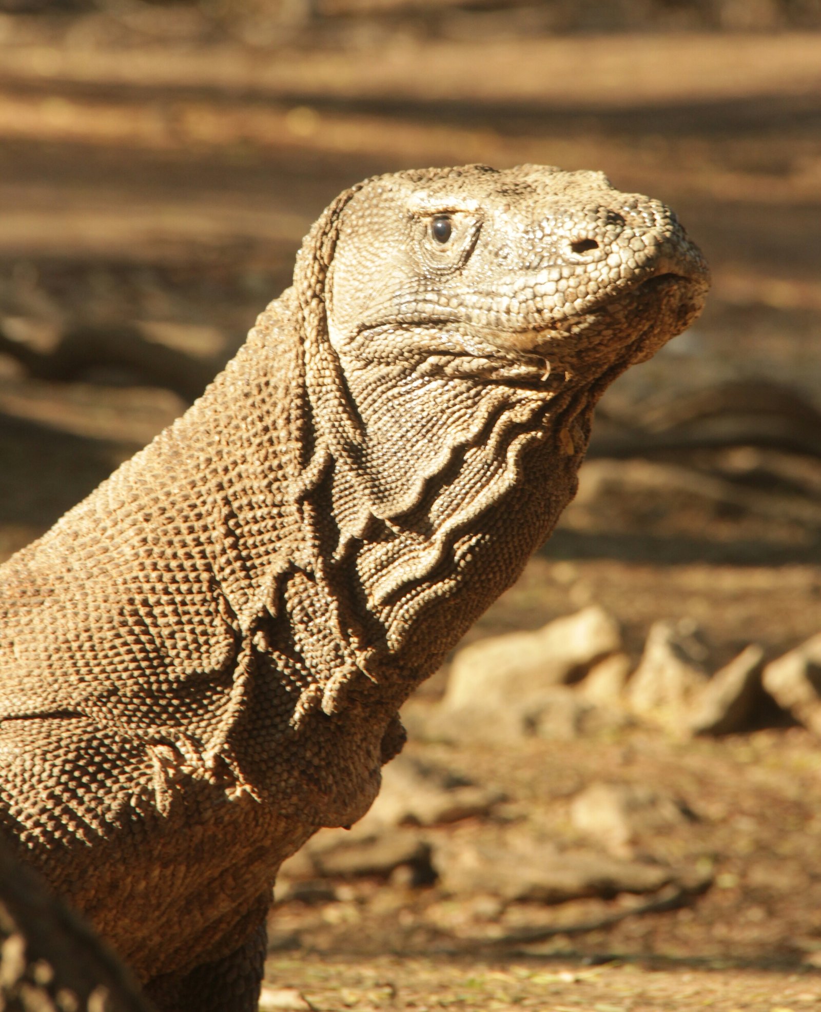 Komodo Dragon in Komodo National park