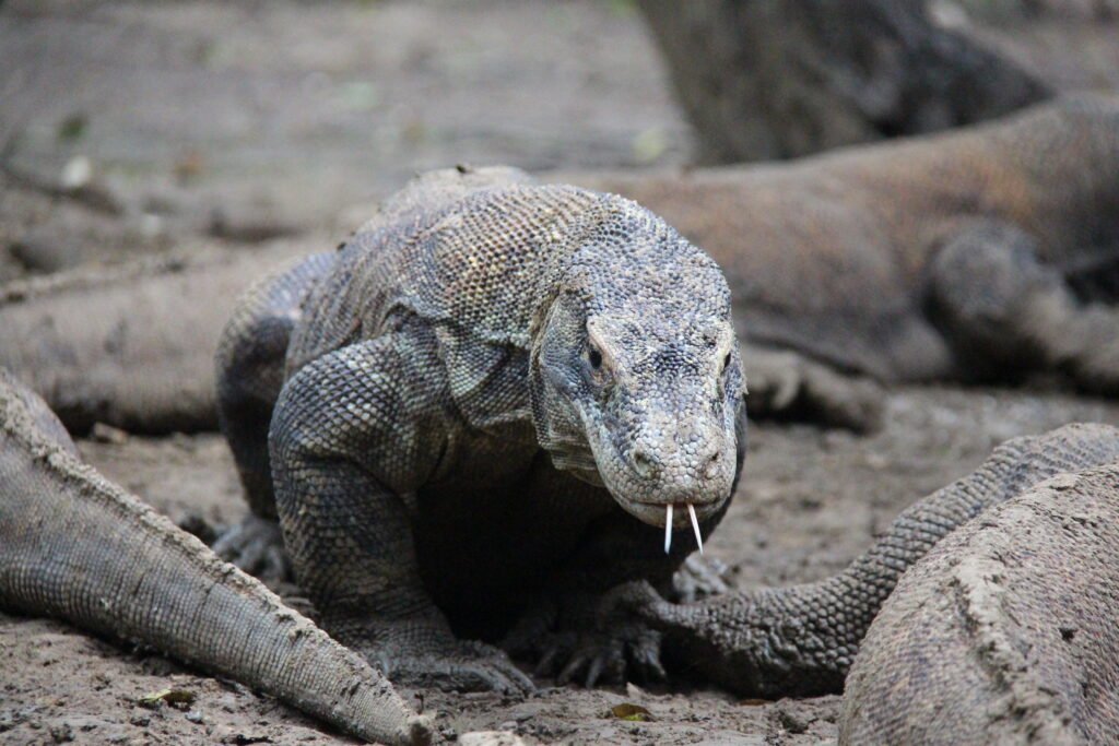 Komodo dragons in Komodo National Park