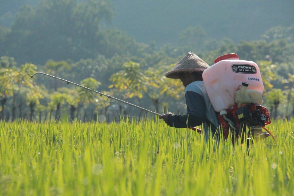 Locals working in the rice fields in Maumere