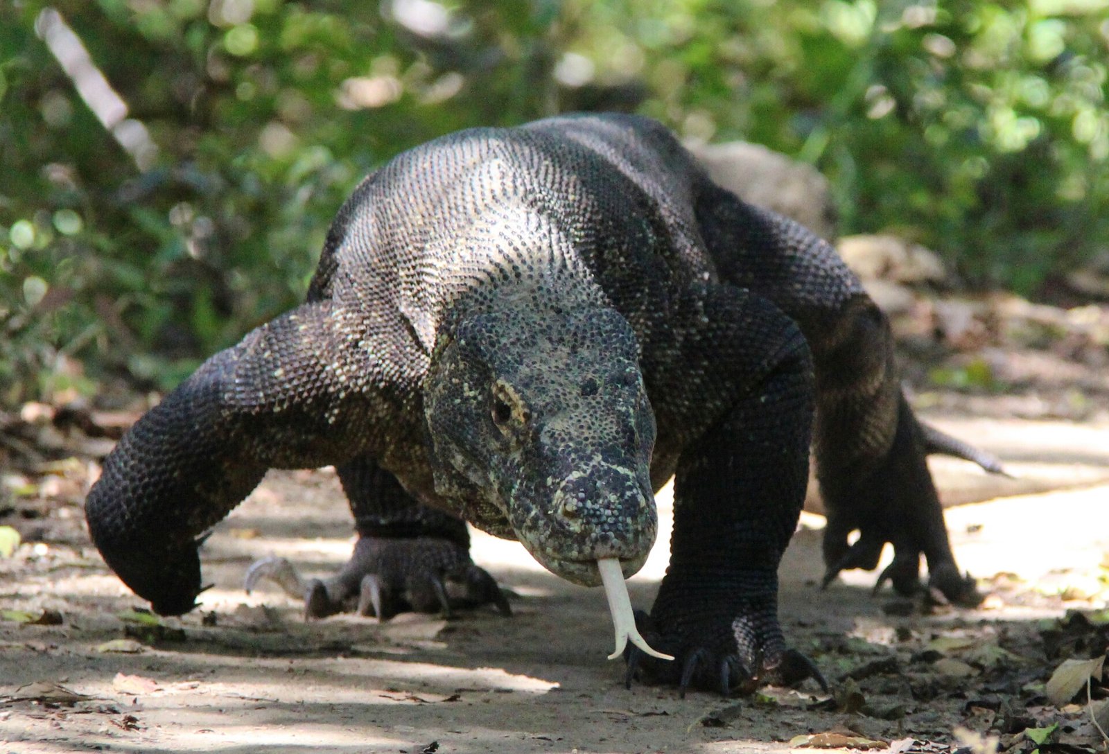 Komodo Dragon in Komodo Island