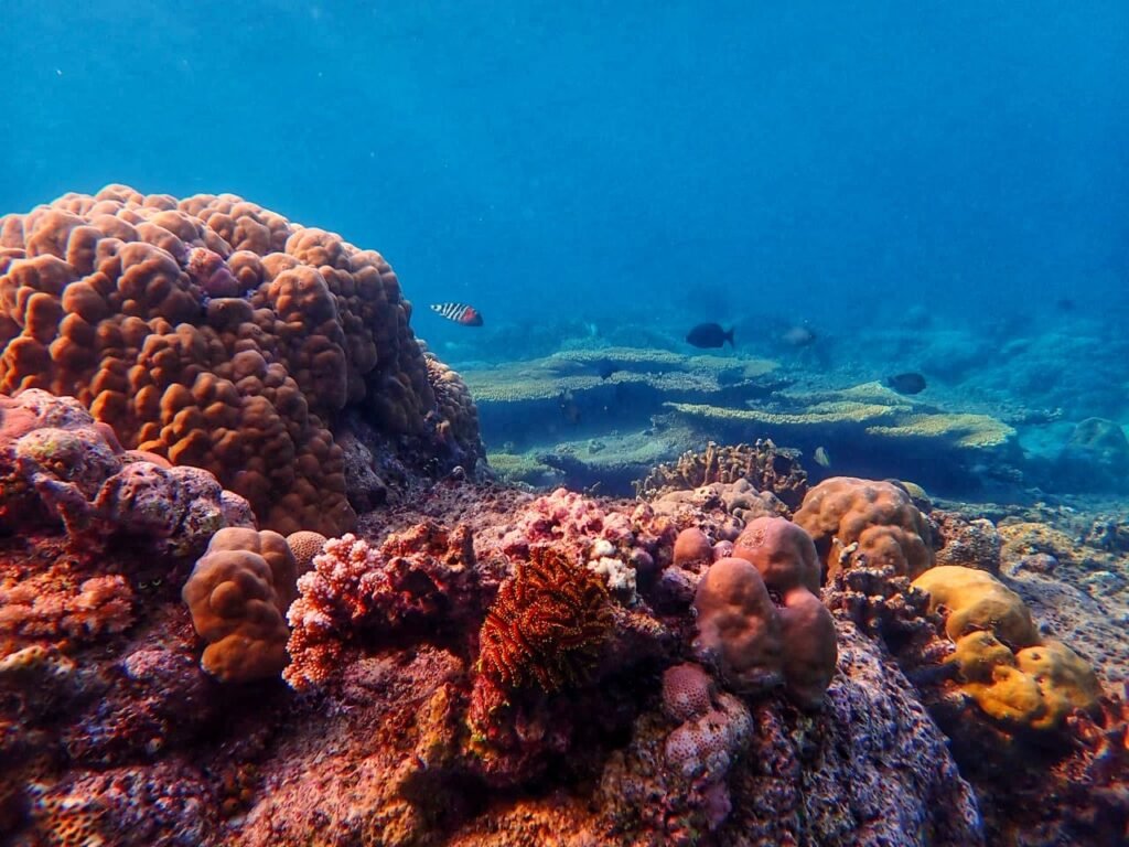 Snorkeling in Flores